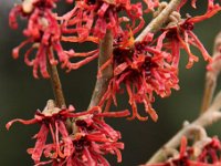 Kalm201401 Hamamelis-Danny 4956