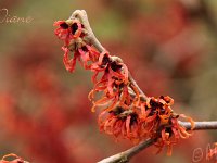 Kalm201401 Hamamelis-Diane 4951