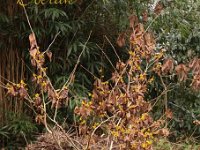 Kalm201401 Hamamelis-Doerak 4935