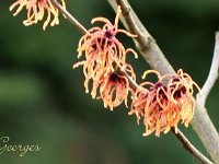 Kalm201401 Hamamelis-Georges 5141