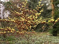 Kalm201401 Hamamelis-Gimborns-Perfume 4991