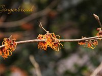 Kalm201401 Hamamelis-Gingerbread 4977