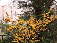 Kalm201401 Hamamelis-Harry 4922H