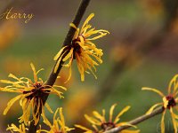 Kalm201401 Hamamelis-Harry 4927