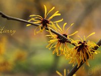 Kalm201401 Hamamelis-Harry 5258