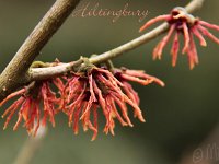 Kalm201401 Hamamelis-Hiltingbury 4901