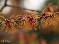 Kalm201401 Hamamelis-Jelena 5138