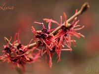 Kalm201401 Hamamelis-Livia 4911