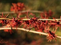 Kalm201401 Hamamelis-Livia 5205