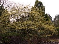 Kalm201401 Hamamelis-Luna 4853H