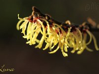 Kalm201401 Hamamelis-Luna 5149