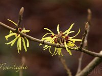 Kalm201401 Hamamelis-Moonlight 4943