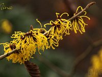 Kalm201401 Hamamelis-Nina 4885