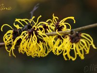 Kalm201401 Hamamelis-Nina 5185