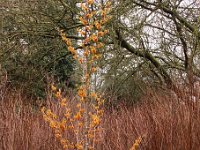 Kalm201401 Hamamelis-Orange-Peel 4931H