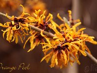 Kalm201401 Hamamelis-Orange-Peel 4932