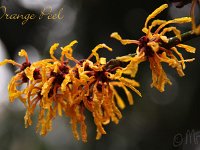 Kalm201401 Hamamelis-Orange-Peel 4983