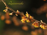 Kalm201401 Hamamelis-Quasimodo 5253
