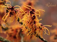Kalm201401 Hamamelis-Robert 4954