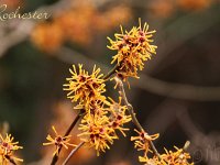 Kalm201401 Hamamelis-Rochester 4921