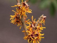Kalm201401 Hamamelis-Rochester 4993