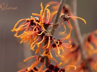 Kalm201401 Hamamelis-Rolena 5002