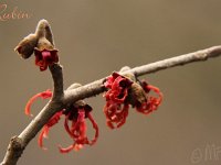 Kalm201401 Hamamelis-Rubin 4930