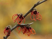 Kalm201401 Hamamelis-Rubin 5256