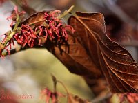 Kalm201401 Hamamelis-Rubinstar 5135