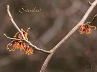 Kalm201401 Hamamelis-Sandra 4909