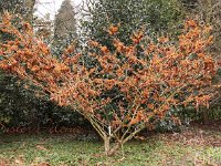 Kalm201401 Hamamelis-Sister-Jelena 4948