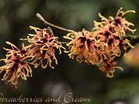 Kalm201401 Hamamelis-Strawberries-and-Cream 4971