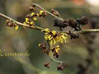 Kalm201401 Hamamelis-Westerstede 5169
