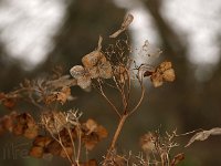 Hydrangea 2015 02 07 3180