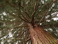 Sequoia 2015 02 07 3230