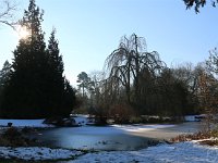 Trauerweide 2015 02 07 3086