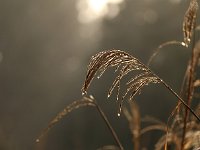 Kalmthout 2016 01 23 9059
