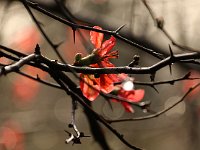 Kalmthout 2016 01 23 9081