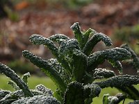Kalmthout 2016 01 23 9169