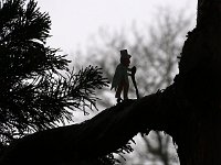 Kalmthout 2016 01 23 9202