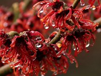 zCover Kalm1601  Hamamelis Diane