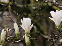 Kalm20140322 6910