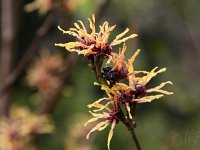 Kalm20140322 6930-Ostergold