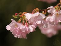 Kalm20140322 6947-Kirschtropfen