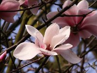 Kalm20140322 6960-Magbluete