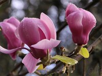 Kalm20140322 6965-Magbluete