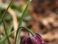 Kalm20140322 6981-Friti