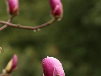 Kalm20140322 6996-MagBluete