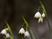 Kalm20140322 7004-Leucojum