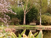 Kalm20140322 7008-TeichBirke